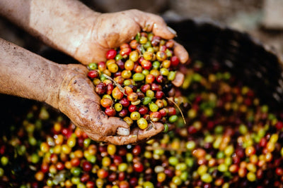 Sustainability Meets Specialty: How Our Coffee Drives Better Practices
